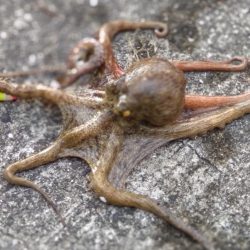 予定変更の姫路行き